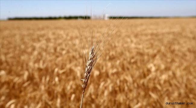 Tahıl koridoru anlaşması sayesinde buğday fiyatlarının düşmesi bekleniyor