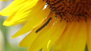 Tarım ve Orman Bakanlığından 'çayır tırtılıyla mücadele' talimatı