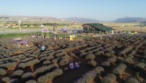 Tatilcilerin mola adresi 'Dinarelli Lavanta Bahçesi' oldu