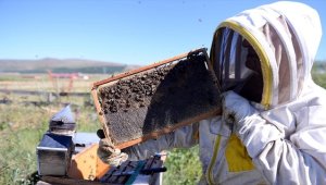 Tescilli Ardahan çiçek balında sağım mesaisi başladı