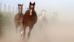 TİGEM 58 baş safkan Arap koşu tayı satacak