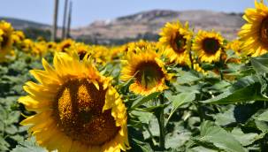 Tırtıl istilasına ZİHA savunması