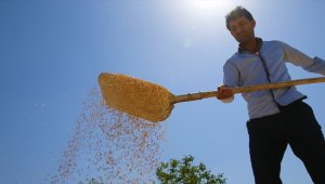 TMO hububat alımını Kurban Bayramı tatili döneminde de sürdürecek