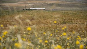 Tohum desteği ve yağış bereketiyle Erzurum'da hububatta yüzde 60 artış bekleniyor