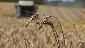 Trakya çiftçisi hasat mesaisinde sona yaklaştı