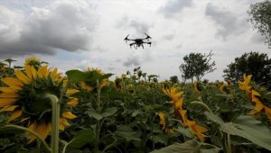 Trakya'da ayçiçeği tarlalarındaki 'çayır tırtılına' karşı dron ile ilaçlama sürüyor