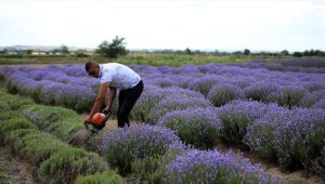 Trakya'da lavanta ekili alan 7 yılda 260 kat arttı