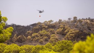 Tunus'ta Bargo Ormanı'ndaki yangın büyük oranda kontrol altına alındı