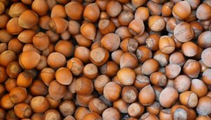 Türkiye fındık ihracatından 10 ayda 1,8 milyar dolar kazandı