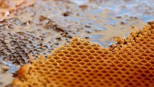 Türkiye'nin bal ihracatı yılın ilk yarısında yüzde 75 arttı