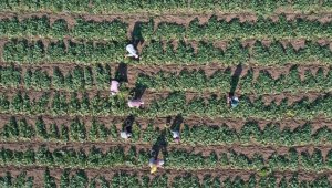 Üretim alanı artan 'Sındırgı kornişonu'nda hasat başladı