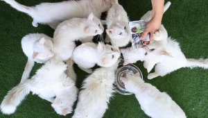 Van kedilerinin yavruları sahiplendirilecek