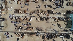 Veteriner hekimlerden kurbanlık alacaklara 'küpe' ve 'pasaport' uyarısı