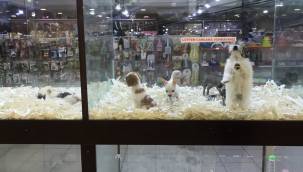 Vitrinden evcil hayvan satışının bitmesine sayılı günler kaldı