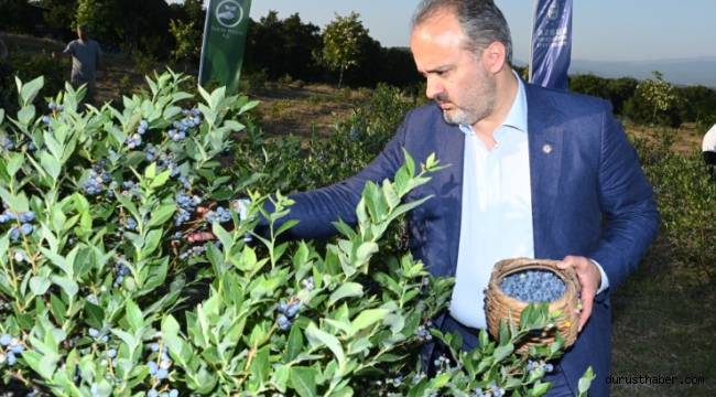 Yaban mersininde hasat bereketi