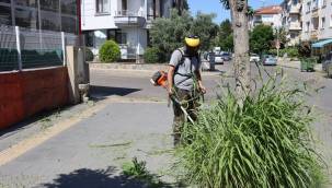 Yabani otla mücadele devam ediyor 
