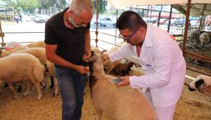 Yüreğir’de Kurban Satış Ve Kesim Yerleri Belirlendi