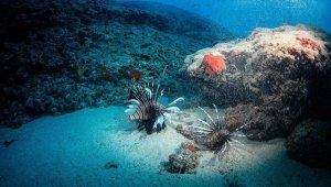 Akdeniz'deki ısı artışı denizlerdeki canlı yaşamını olumsuz etkiliyor 