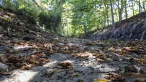 Almanya'da kuraklık nedeniyle Brandenburg eyaletindeki Panke Deresi kurudu