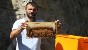 Anzer Yaylası'nda bal sağımına başlandı
