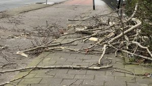 Avusturya'da şiddetli fırtına nedeniyle devrilen ağaçlar 2 çocuğun ölümüne yol açtı