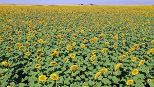 Ayçiçeği üretiminin yaygınlaştığı Ağrı'da ovalar Trakya'yı andırıyor