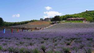 Bilecik Lila Lavanta Bahçesi Şehre Turistik ve Ekonomik Katkı Sağlıyor
