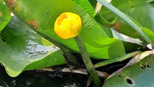 Bolu'da nilüfer çiçeği koparana 109 bin lira ceza kesilecek