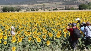 Burdur'un lavanta gibi ayçiçeğiyle de turist çekmesi hedefleniyor
