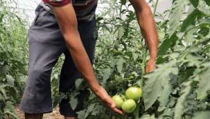 Büyükşehir’in kurduğu modern seralardaki verim üreticiyi sevindirdi