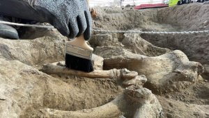 Canlı fosili literatürüne girecek yeni tür "Sofular" adını alacak