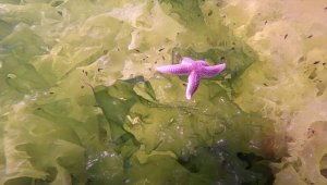 Dalış tutkunu çift, KOSGEB desteğiyle su altı meraklılarına "rehber" oldu