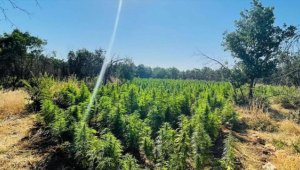 Diyarbakır'daki narko terör operasyonunda kenevir ve skunk ele geçirildi 