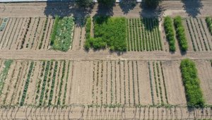 Edirne'deki tıbbi ve aromatik bitkiler bahçesi çiftçilere 'örnek' olacak