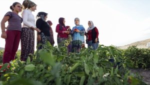 Emine Erdoğan çiftçi kadınlarla tarladan domates topladı, kışlık menemen yaptı