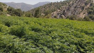 Eren Abluka-34 Narkoterör Operasyonu'nda 16 milyon 513 bin kök Hint keneviri ele geçirildi