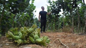 Fındıkta ocak sistemine alternatif tek dal üretimle verim artışı hedefliyor