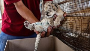 Gazze'de dişi aslanın emzirmeyi reddettiği 3 yavrunun hayata tutunması için çalışılıyor