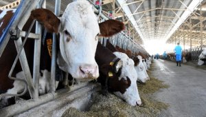 Gıda artıklarının yeme dönüştürülmesine yönelik yeni standartlar geliyor