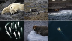 İklim değişikliği Kuzey Kutup canlılarının yaşam alanını tehdit ediyor