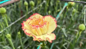 Isparta'da 300 milyon dal karanfil rekoltesi bekleniyor