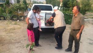 Kanadı kırık şahin, tedaviye alındı 