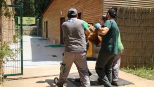 Kandıra sahillerinde kurtarılan Karaca’nın tedavisi devam ediyor