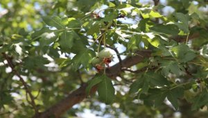Karamanlı profesör, binin üzerinde yabani geyicek fidanının bakımını yaptırdı