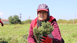 Kekik hasadı başladı