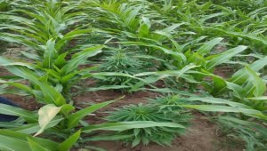 Konya'da 118 kök Hint keneviri ele geçirildi