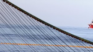 Küçük boyda palamut avı yasağına uymayanlara para cezası uygulandı