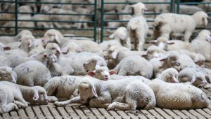 Küçükbaş hayvan yetiştiricileri ESK'nin kuzu eti fiyatına yaptığı indirimden memnun