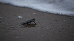 Küresel ısınma besin peşindeki deniz kaplumbağalarını Marmara'ya yöneltiyor