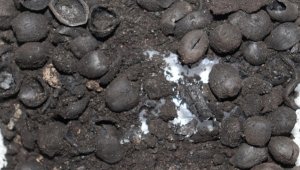 Kütahya'da 4 bin 200 yıllık fındık kalıntıları ve mermer idoller bulundu